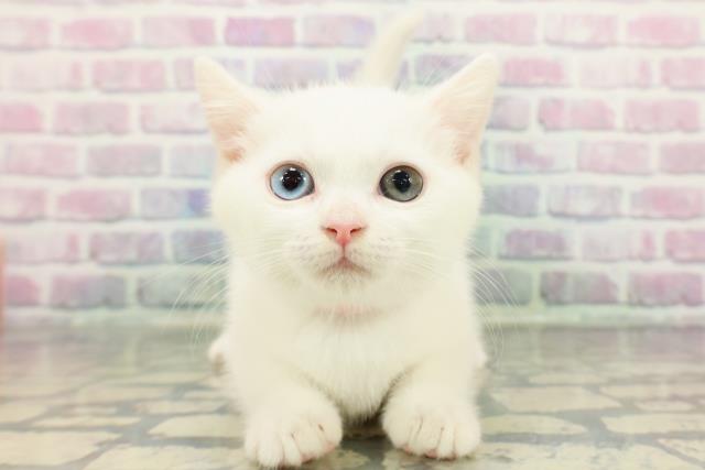 2025年12月17日生まれのマンチカン