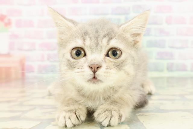 2025年11月25日生まれのブリティッシュショートヘアー