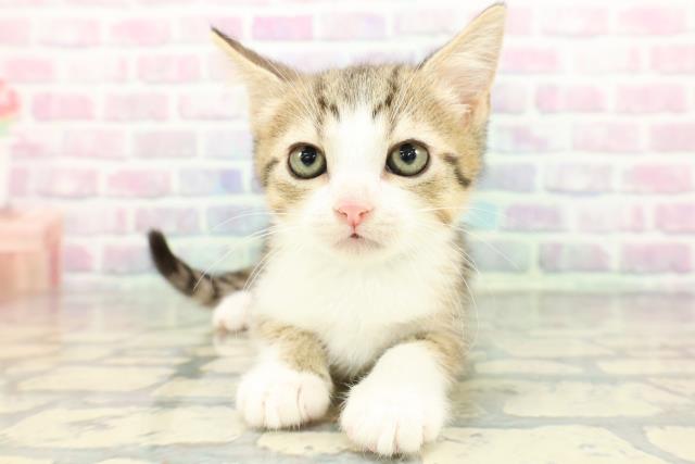 2025年12月14日生まれのマンチカン