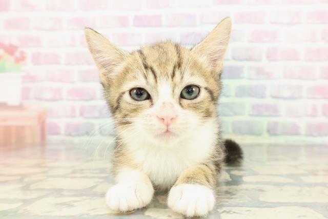 2025年12月14日生まれのマンチカン