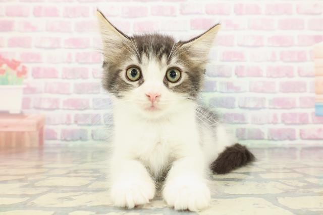 2025年12月9日生まれのメインクーン