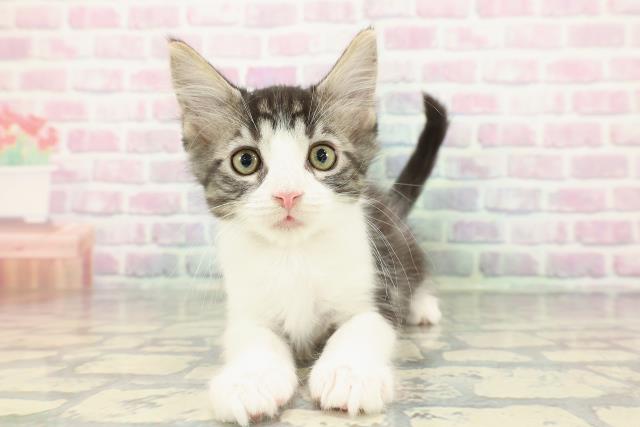 東京都のメインクーン (Coo&RIKU浅草店/2025年12月9日生まれ/男の子/ブラウンタビーホワイト)の子猫の1枚目の画像