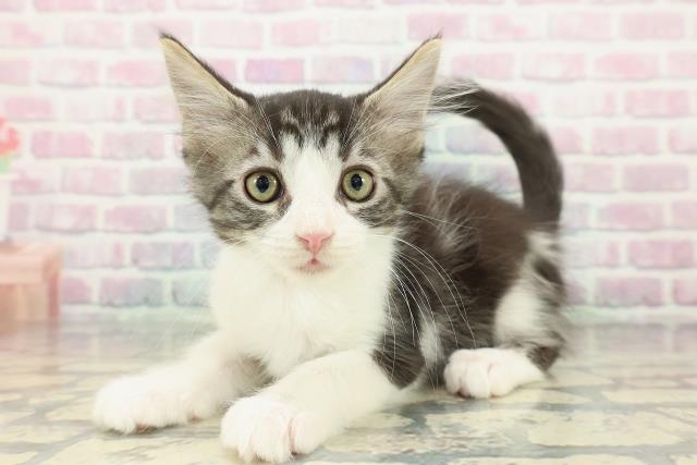 東京都のメインクーン (Coo&RIKU浅草店/2025年12月9日生まれ/男の子/ブラウンタビーホワイト)の子猫の2枚目の画像