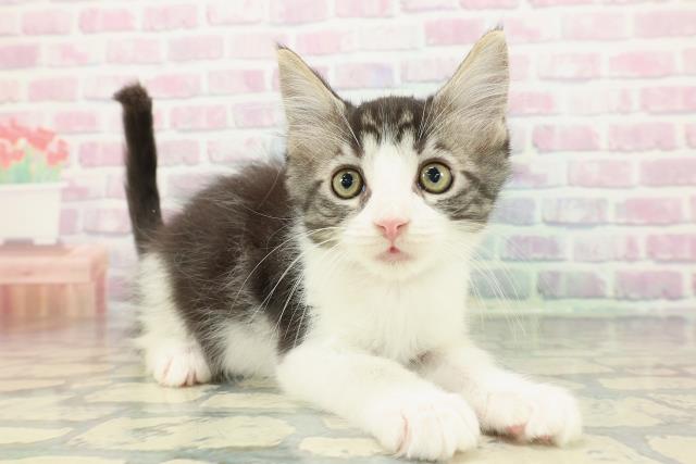 東京都のメインクーン (Coo&RIKU浅草店/2025年12月9日生まれ/男の子/ブラウンタビーホワイト)の子猫の3枚目の画像