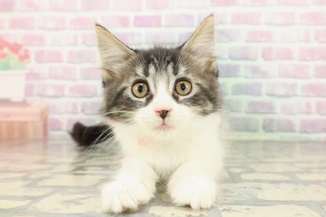 東京都のメインクーン (Coo&RIKU下北沢店/2025年12月9日生まれ/女の子/ブラウンタビーホワイト)の子猫の1枚目の画像