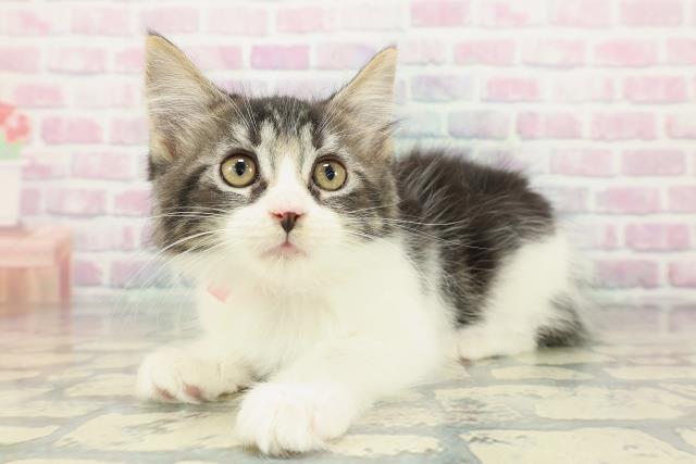 東京都のメインクーン (Coo&RIKU下北沢店/2025年12月9日生まれ/女の子/ブラウンタビーホワイト)の子猫の2枚目の画像