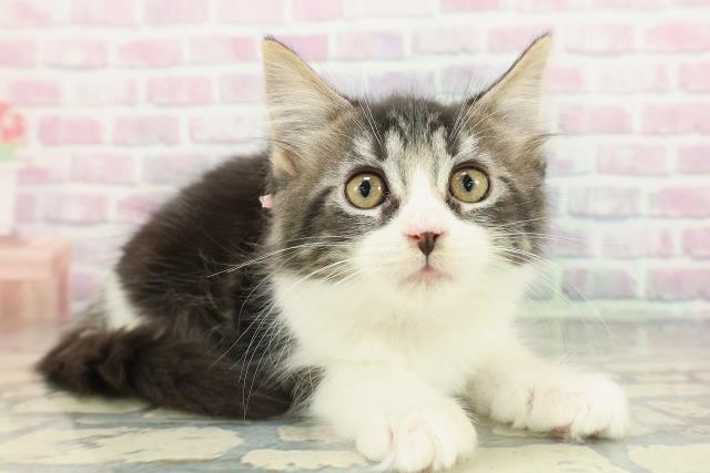 東京都のメインクーン (Coo&RIKU下北沢店/2025年12月9日生まれ/女の子/ブラウンタビーホワイト)の子猫の3枚目の画像