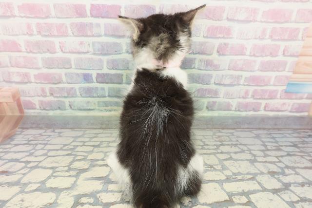 東京都のメインクーン (Coo&RIKU下北沢店/2025年12月9日生まれ/女の子/ブラウンタビーホワイト)の子猫の4枚目の画像