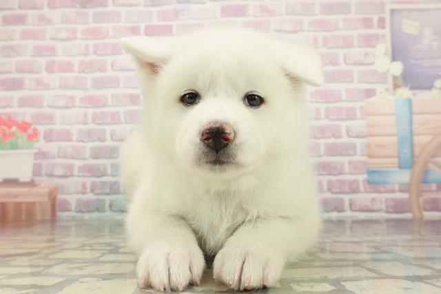 東京都の秋田犬 (Coo&RIKU江戸川店/2025年12月24日生まれ/男の子/白)の子犬の1枚目の画像