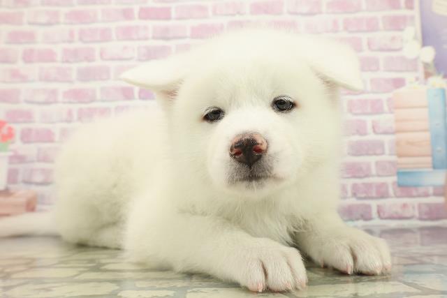 東京都の秋田犬 (Coo&RIKU江戸川店/2025年12月24日生まれ/男の子/白)の子犬の3枚目の画像