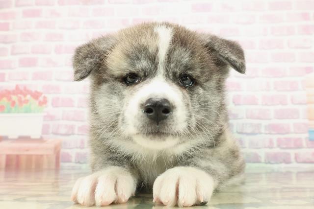 千葉県の秋田犬 (Coo&RIKU南柏店/2025年12月24日生まれ/男の子/虎)の子犬の1枚目の画像