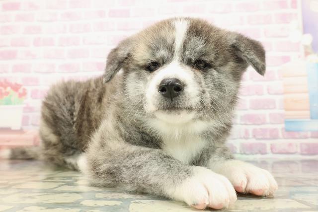 千葉県の秋田犬 (Coo&RIKU南柏店/2025年12月24日生まれ/男の子/虎)の子犬の3枚目の画像