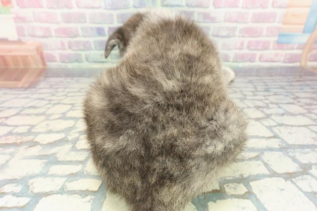 千葉県の秋田犬 (Coo&RIKU南柏店/2025年12月24日生まれ/男の子/虎)の子犬の4枚目の画像