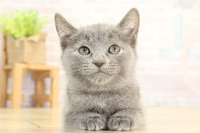 2025年12月19日生まれのロシアンブルー