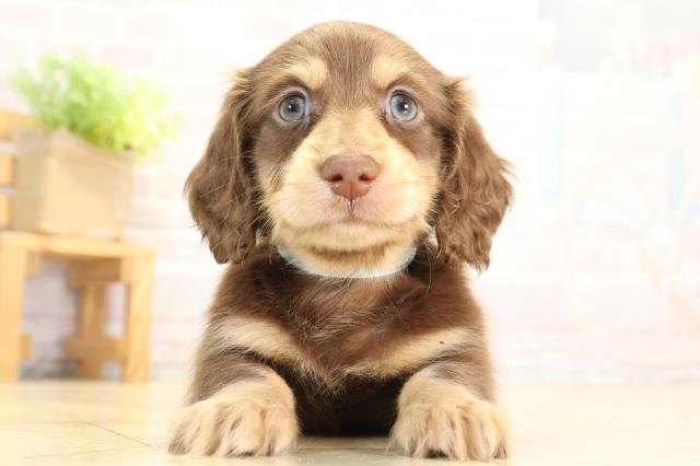 ミニチュア・ダックスフンド