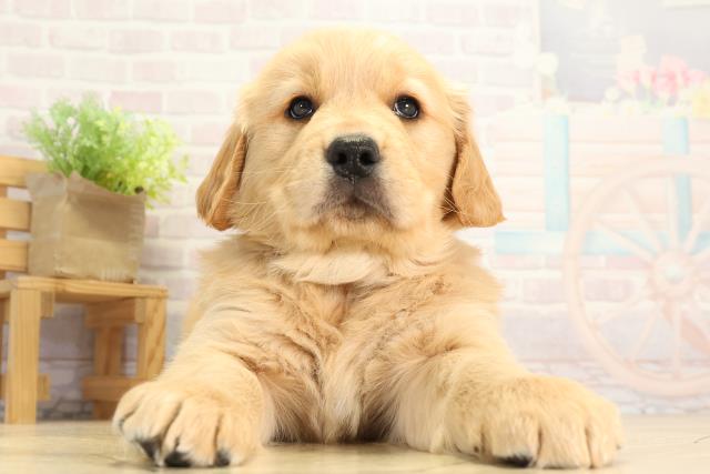 ゴールデン・レトリバー