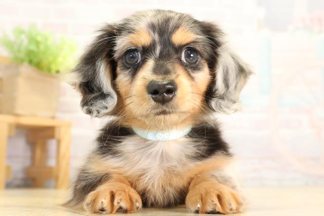 ミニチュア・ダックスフンド