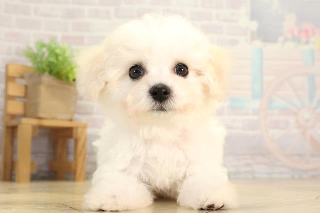 ビション・フリーゼ