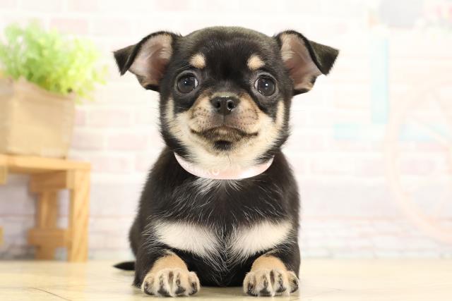 チワワ(スムースコート)