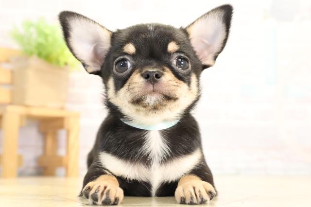 チワワ(スムースコート)