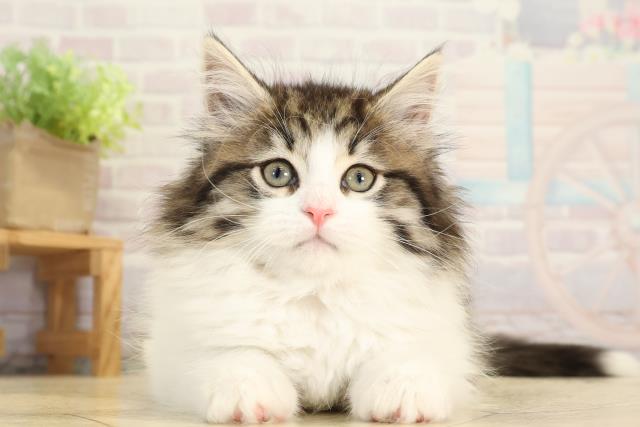 ノルウェージャン・フォレストキャット