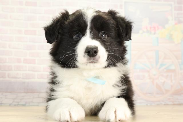 ボーダーコリー