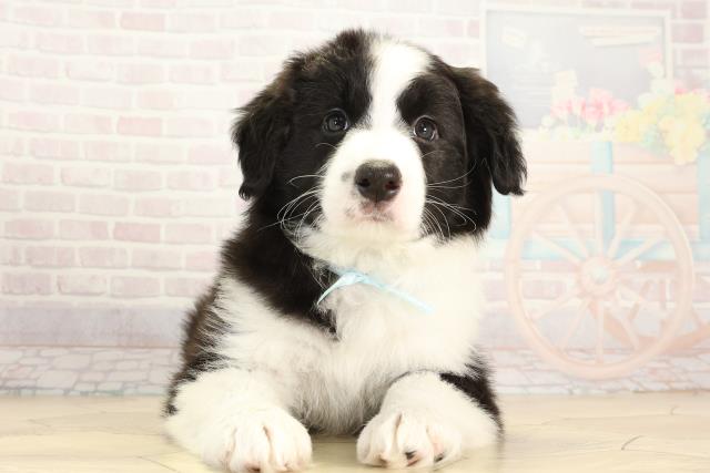 ボーダーコリー