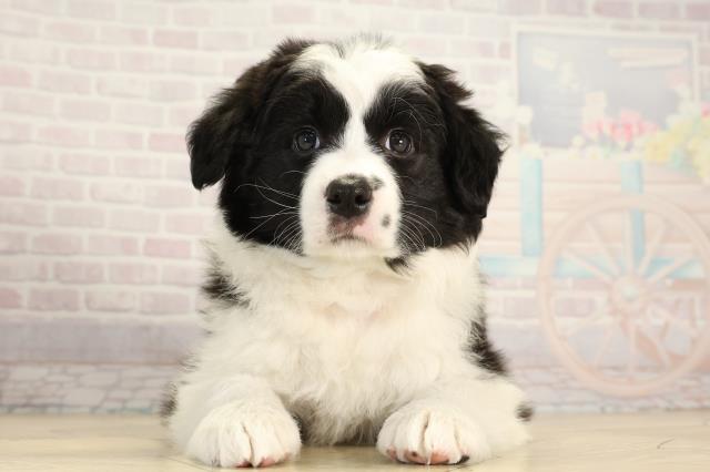 ボーダーコリー