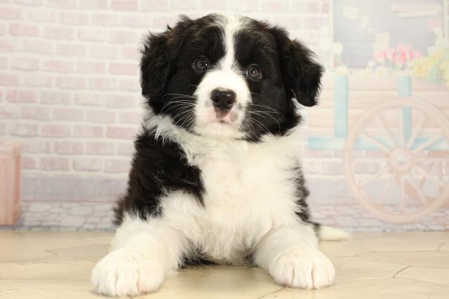 ボーダーコリー