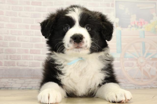 ボーダーコリー