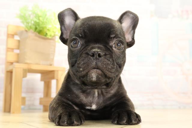 フレンチブルドッグ