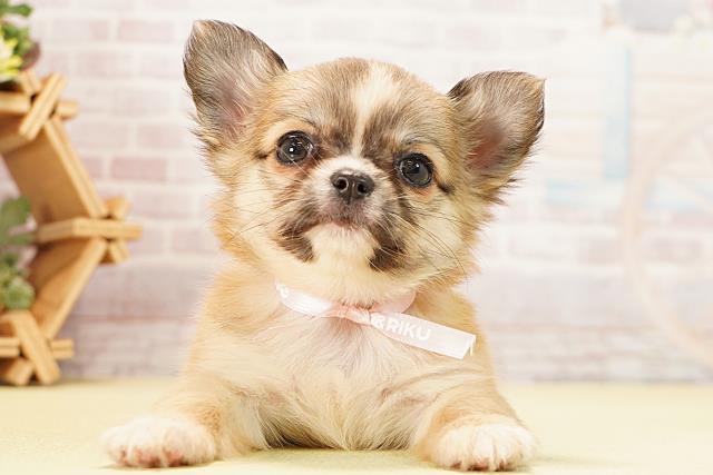 チワワ(ロングコート)