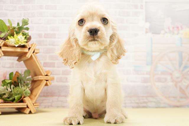 アメリカン・コッカースパニエル