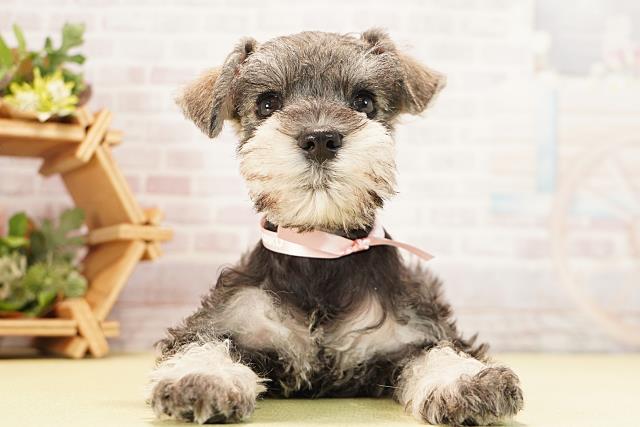 ミニチュア・シュナウザー