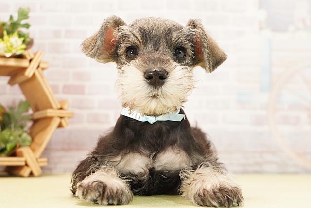 ミニチュア・シュナウザー