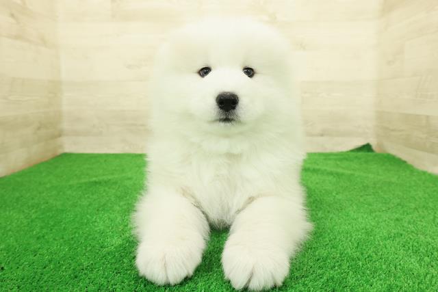 栃木県のサモエド (Coo&RIKUFKDインターパーク店/2025年12月23日生まれ/男の子/ホワイト)の子犬の1枚目の画像