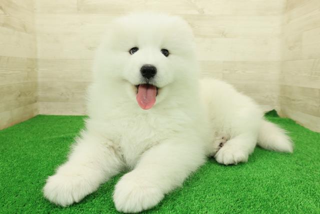 栃木県のサモエド (Coo&RIKUFKDインターパーク店/2025年12月23日生まれ/男の子/ホワイト)の子犬の2枚目の画像