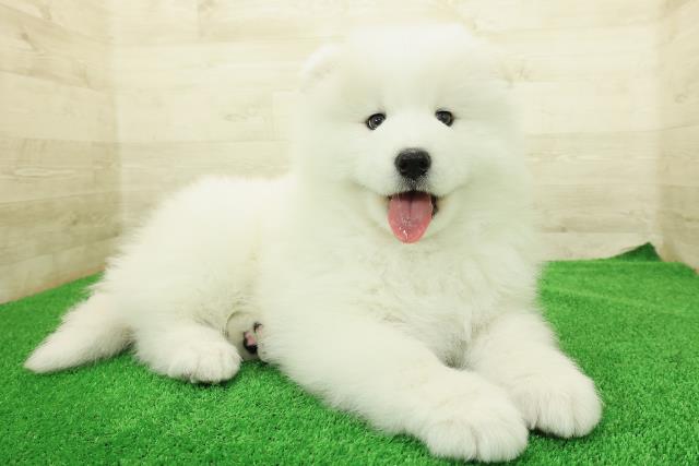 栃木県のサモエド (Coo&RIKUFKDインターパーク店/2025年12月23日生まれ/男の子/ホワイト)の子犬の3枚目の画像