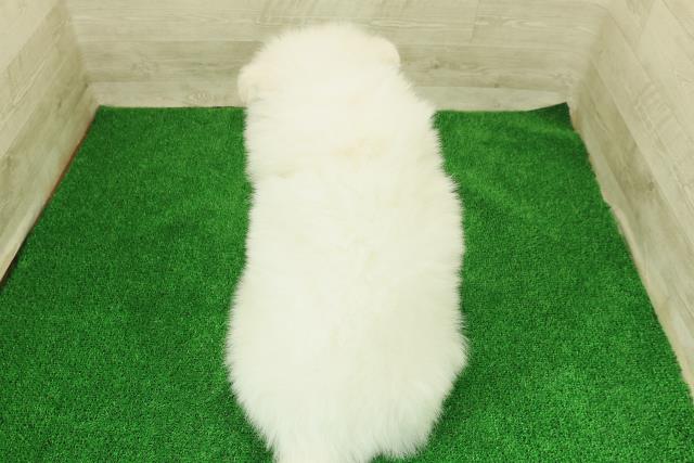 栃木県のサモエド (Coo&RIKUFKDインターパーク店/2025年12月23日生まれ/男の子/ホワイト)の子犬の4枚目の画像