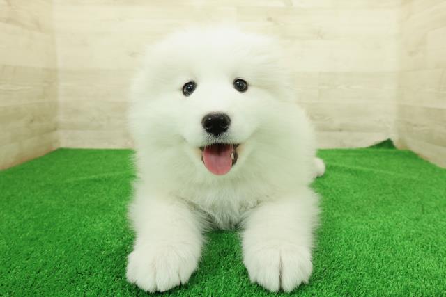 埼玉県のサモエド (Coo&RIKU川越店/2025年12月23日生まれ/男の子/ホワイト)の子犬の1枚目の画像