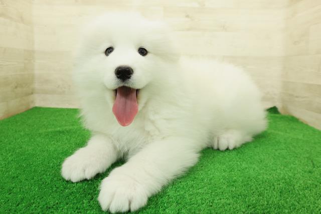 埼玉県のサモエド (Coo&RIKU川越店/2025年12月23日生まれ/男の子/ホワイト)の子犬の2枚目の画像