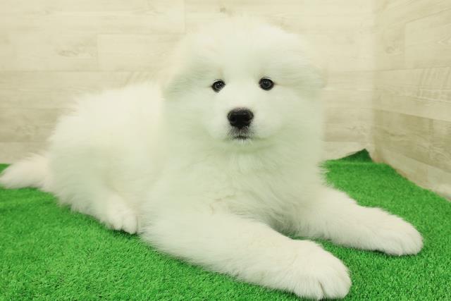 埼玉県のサモエド (Coo&RIKU川越店/2025年12月23日生まれ/男の子/ホワイト)の子犬の3枚目の画像