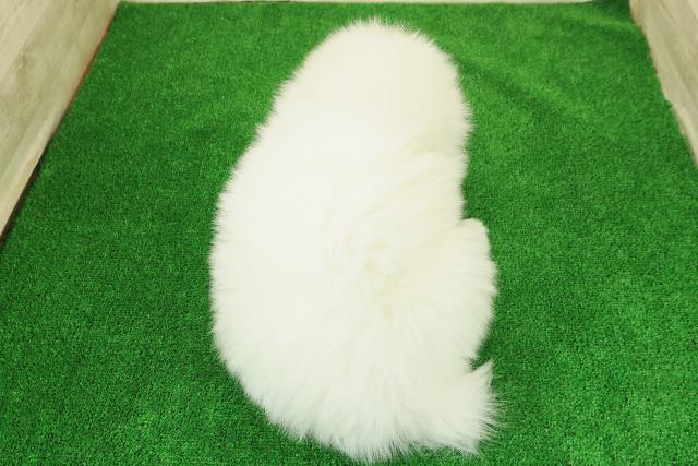 埼玉県のサモエド (Coo&RIKU川越店/2025年12月23日生まれ/男の子/ホワイト)の子犬の4枚目の画像