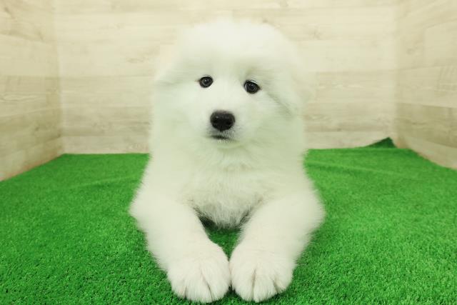 神奈川県のサモエド (Coo&RIKU小田原店/2025年12月23日生まれ/男の子/ホワイト)の子犬の1枚目の画像