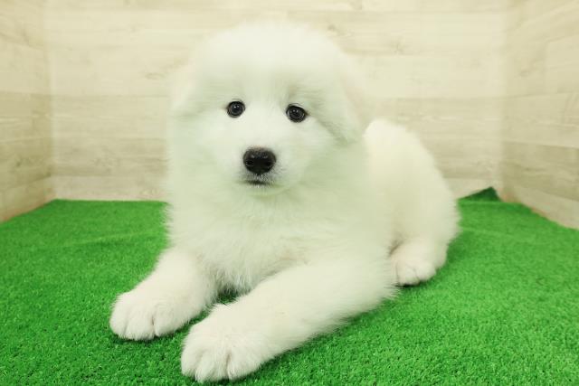 神奈川県のサモエド (Coo&RIKU小田原店/2025年12月23日生まれ/男の子/ホワイト)の子犬の2枚目の画像