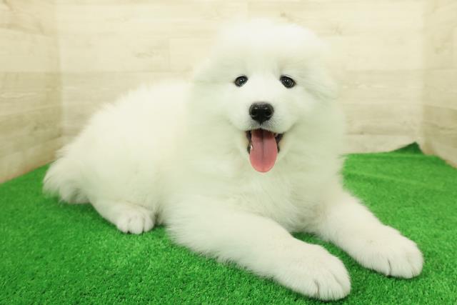 神奈川県のサモエド (Coo&RIKU小田原店/2025年12月23日生まれ/男の子/ホワイト)の子犬の3枚目の画像