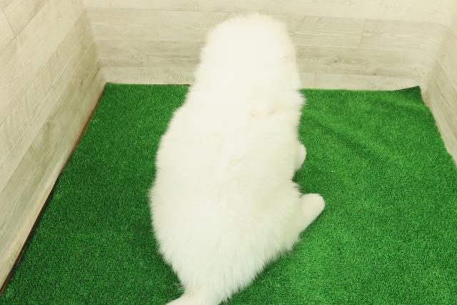 神奈川県のサモエド (Coo&RIKU小田原店/2025年12月23日生まれ/男の子/ホワイト)の子犬の4枚目の画像