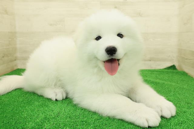 山梨県のサモエド (Coo&RIKU甲府昭和通り店/2025年12月23日生まれ/男の子/ホワイト)の子犬の3枚目の画像