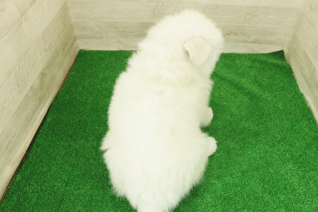 山梨県のサモエド (Coo&RIKU甲府昭和通り店/2025年12月23日生まれ/男の子/ホワイト)の子犬の4枚目の画像