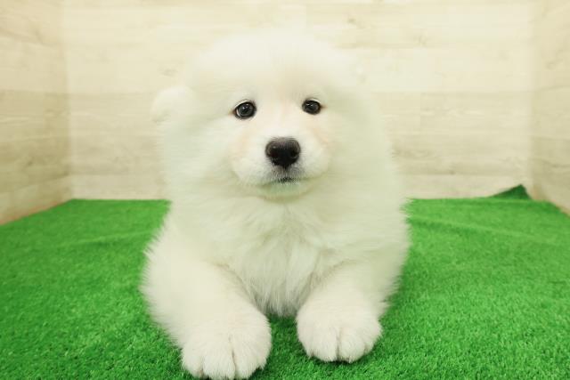 東京都のサモエド (Coo&RIKU中野サンモール店/2025年12月23日生まれ/女の子/ホワイト)の子犬の1枚目の画像